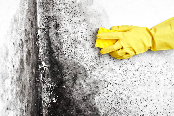 Best Mold Cleaning Services  in Ashwaubenon, WI
