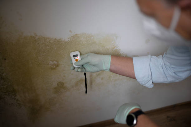 Best Residential Mold Removal  in Ashwaubenon, WI