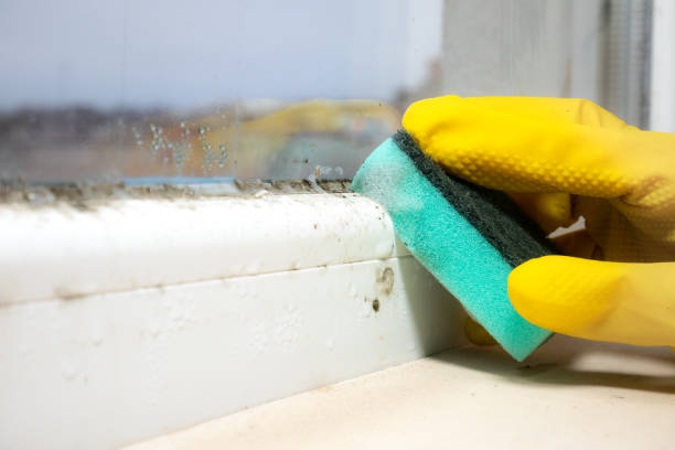 Best Residential Mold Removal  in Ashwaubenon, WI