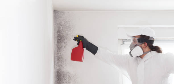 Best Water Damage Restoration  in Ashwaubenon, WI