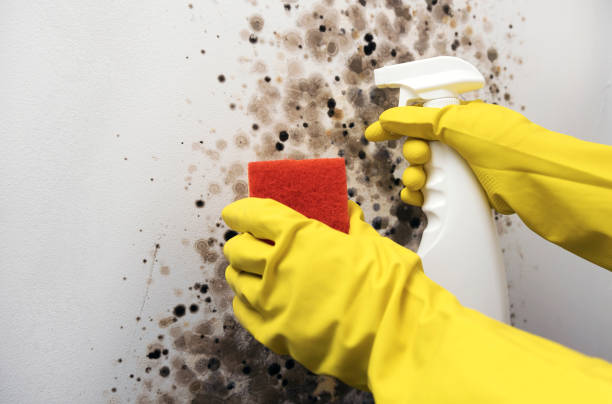 Best Fast Mold Removal  in Ashwaubenon, WI