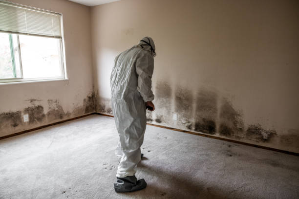 Best Certified Mold Removal  in Ashwaubenon, WI
