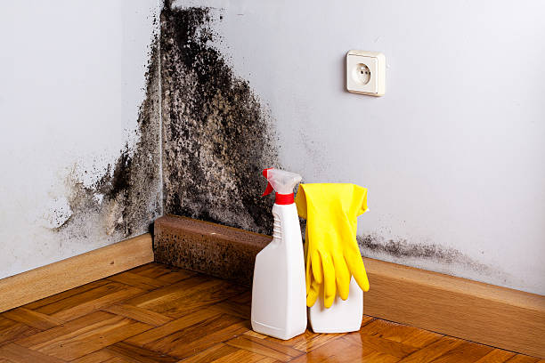 Best Same-Day Mold Removal  in Ashwaubenon, WI
