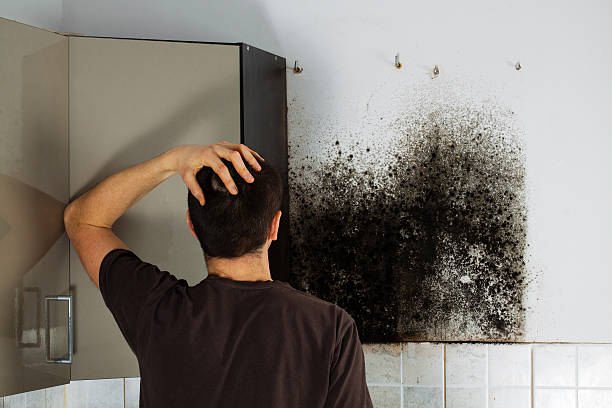 Best Mold Damage Repair  in Ashwaubenon, WI