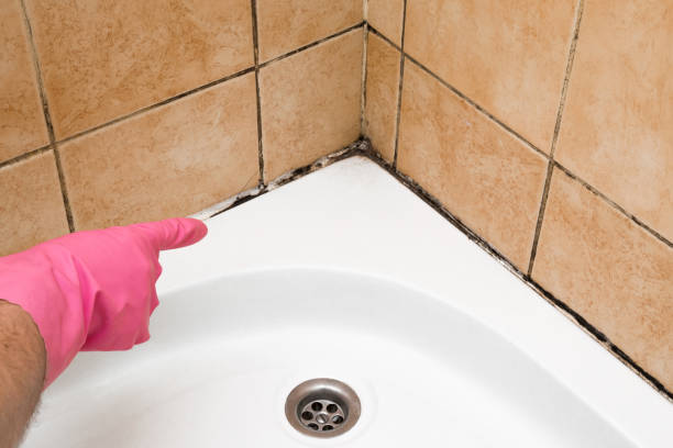 Office Mold Removal Services in Ashwaubenon, WI