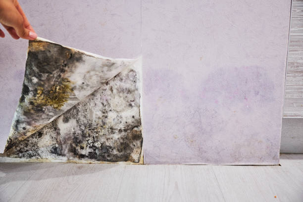 Best Same-Day Mold Removal  in Ashwaubenon, WI